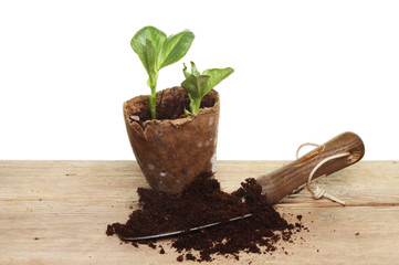 Seddlings soil and trowel