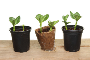 Broad bean seedlings