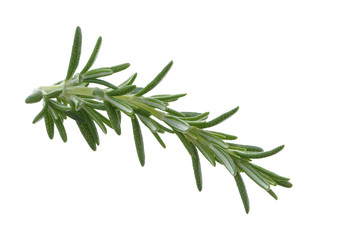 Fototapeta premium Rosemary