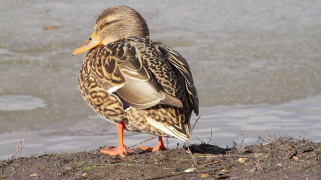 stockente - anas platyrhynhos