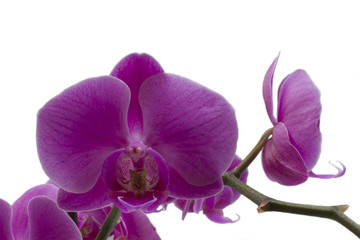 Puple Orchid