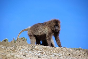 Babouin gelada, Ethiopie