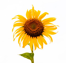 Sunflowers on a white background