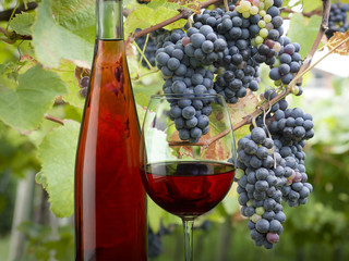 rose wine