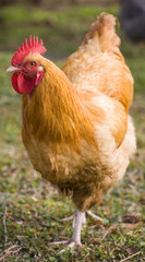 Guard rooster