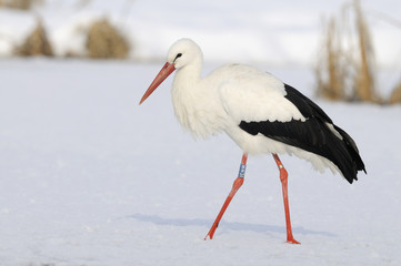 White Stork
