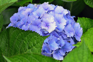 Flowers - Purple Hydrangea