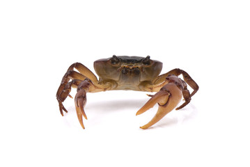 Aggresive crab shuffling on a white background.