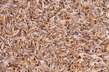 paddy skin background