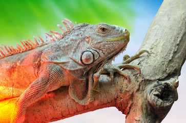 Iguana