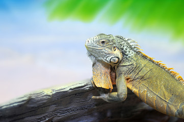Iguana