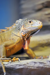 Iguana