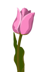 Tulip pink vector