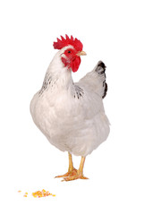Hen isolated on white.