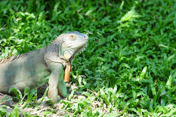 Obraz premium Lizard