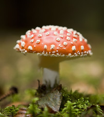 Fly Agaric