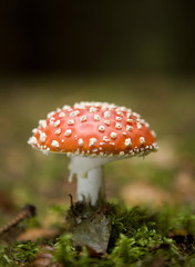 Fly Agaric