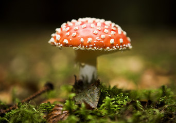 Fly Agaric