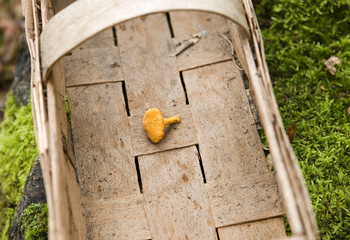 Chanterelle