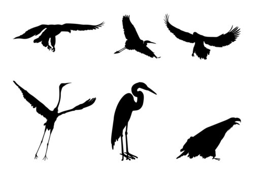 Silhouettes of the eagle and the stork