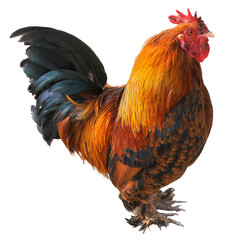 Red an black rooster (Gallus) isolated on white background