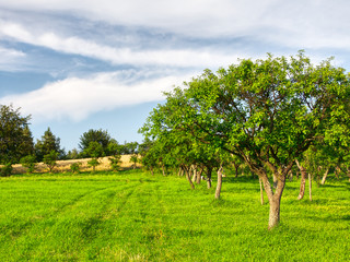 Fruit trees in a summer orchard