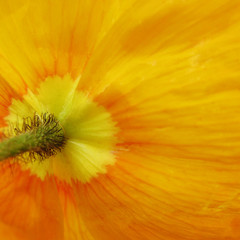 Fototapeta premium Mohnblüte orange-gelb Makro, 5, von unten