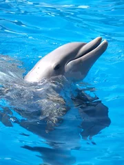 Meubelstickers Dolfijnen 2 © sobreton