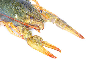 crawfish