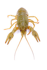 crawfish