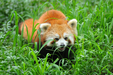 Curious red panda