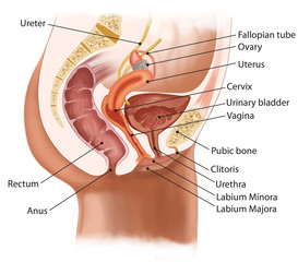 Labeled Female Urogenital System Anatomy Diagram with Urinary and Reproductive Organs
