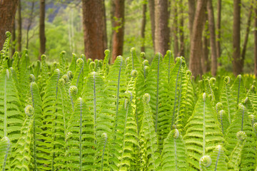 Closeup of a Green Fern