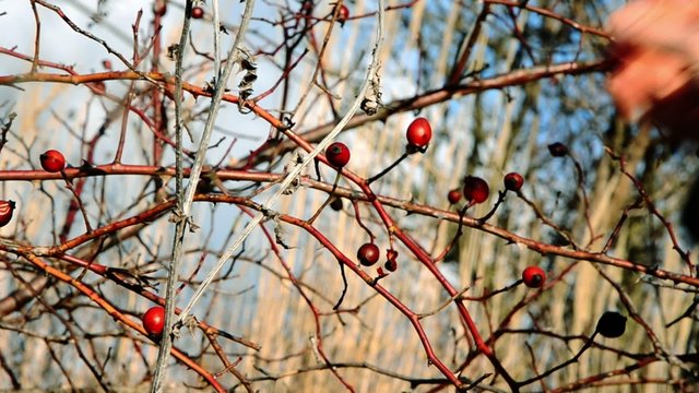 Rosa canina