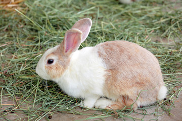 rabbit