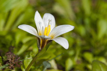 Romulea bulbocodium, Crete