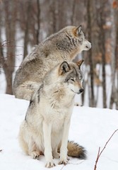 deux loups