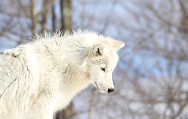 Obraz premium loup blanc