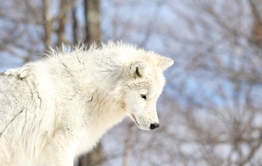 Fototapeta premium loup blanc