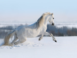 Fototapeta na wymiar Galopujący koń biały