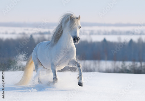 Fototapete Gray Welsh Pony Fototapeten Wallsheaven Kseniya Abramova