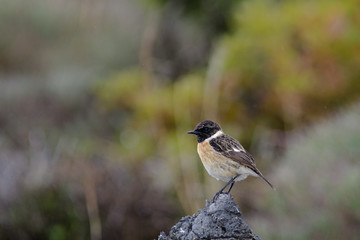 Stonechat (Saxicola torquata)