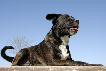 staffordshire terrier