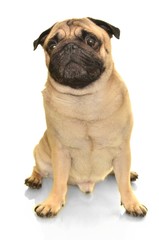 Obraz premium carlin