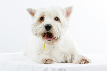 Westie