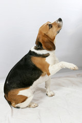 Beagle