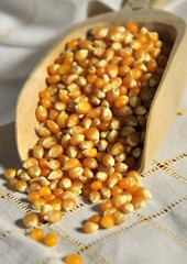 Maïs grains nappe blanche