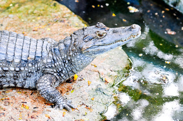 Crocodile