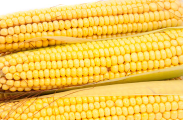 cobs corn