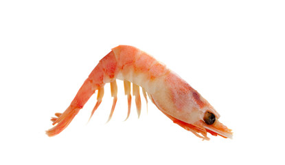 shrimp isolated